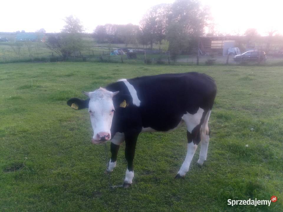 Jałówka do zacielenia śląskie sprzedam