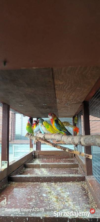 Papugi nimfy rozelle kanarki faliste