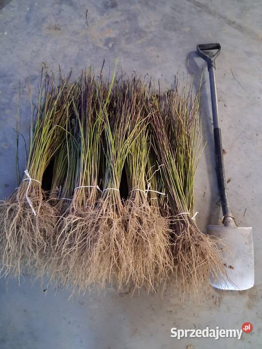 Sadzonki morwy biała czarna hibiskusa i Katalpa Końskowola