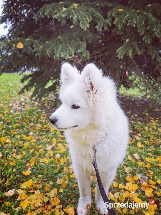 Samojed piesek 5mcy Championie Polski Halinów