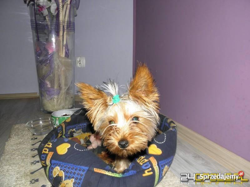 TANI YORK 600 Psy Kluczbork