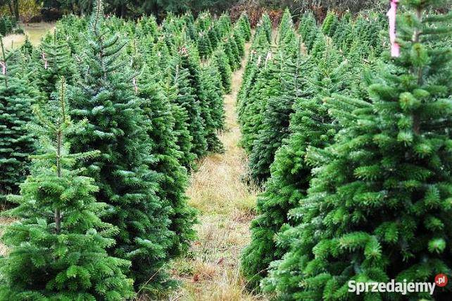 Choinki własna plantacja niska hurt Słupsk sprzedam