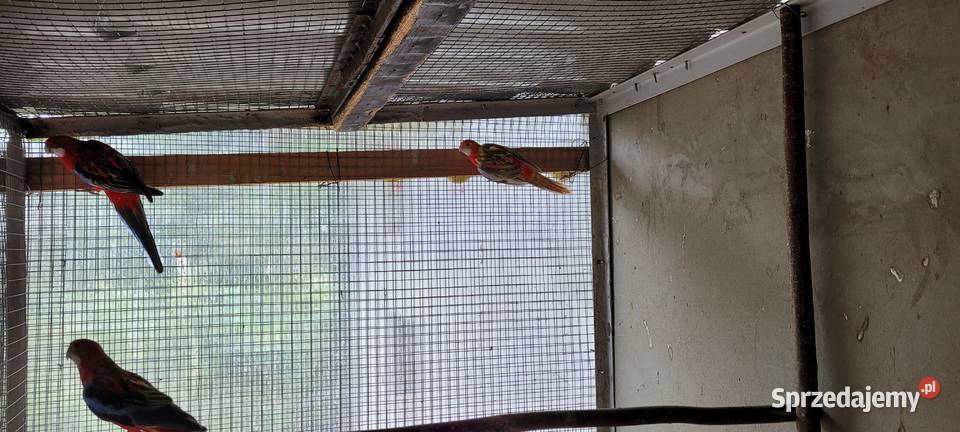 papugi rozele białolice Łaziska