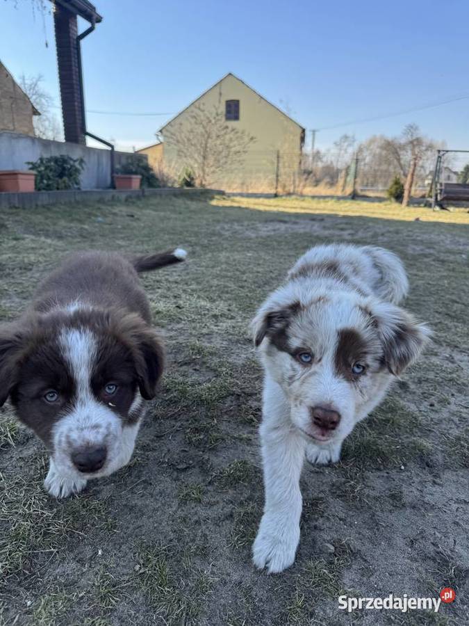 Szczeniaki Border Collie z rodowodem gotowe do łódzkie Pajęczno