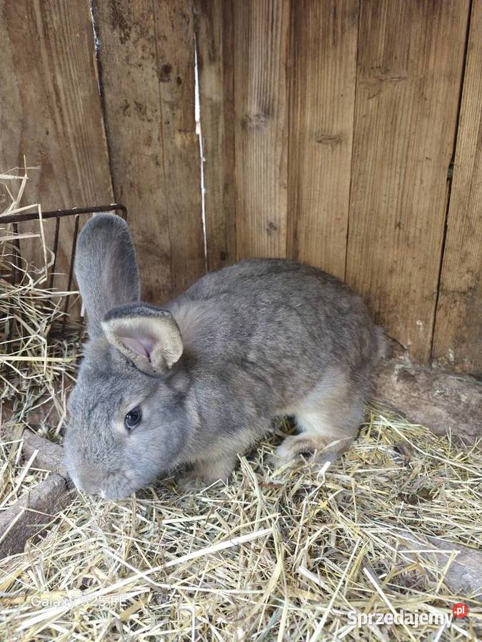 Samiczki rex trójbarwny i wiedeński Rolnictwo Dylągowa sprzedam