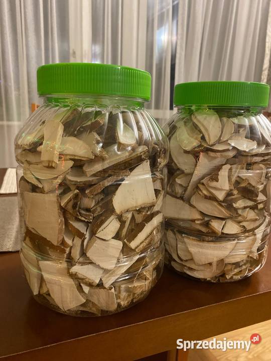 Białoporek brzozowy Fomitopsis betulina Leśnictwo Rolnictwo Warszawa