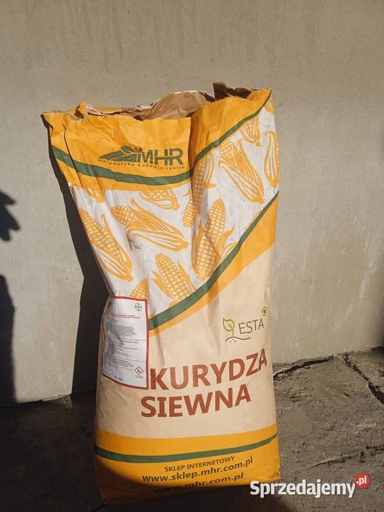 Kukurydza do siewu Wólka Ołudzka