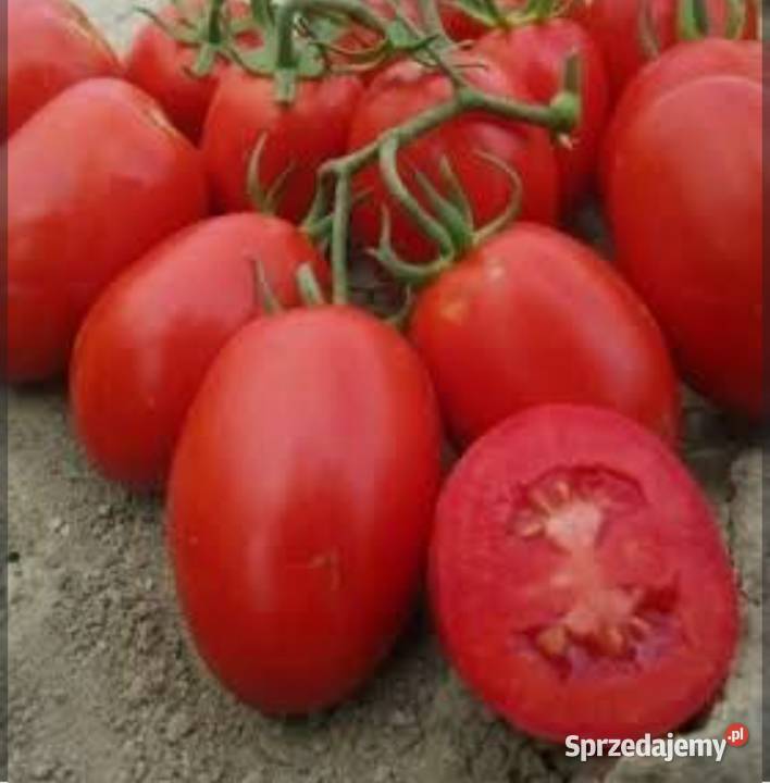 Pomidor Dyno Rośliny przemysłowe Jarosławiec sprzedam
