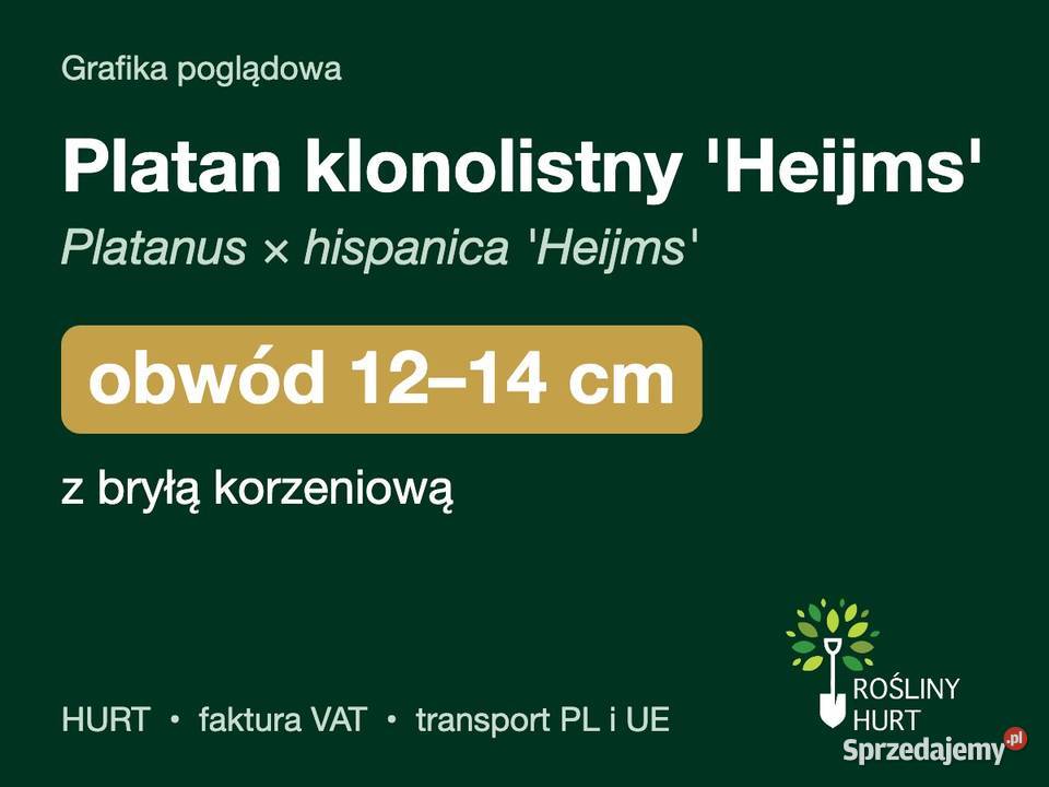 Platan klonolistny Heijms obwód 1214 z bryłą wielkopolskie