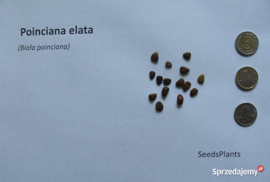 BIAŁA POINCIANA Poinciana elata NASIONA 60 sztuk