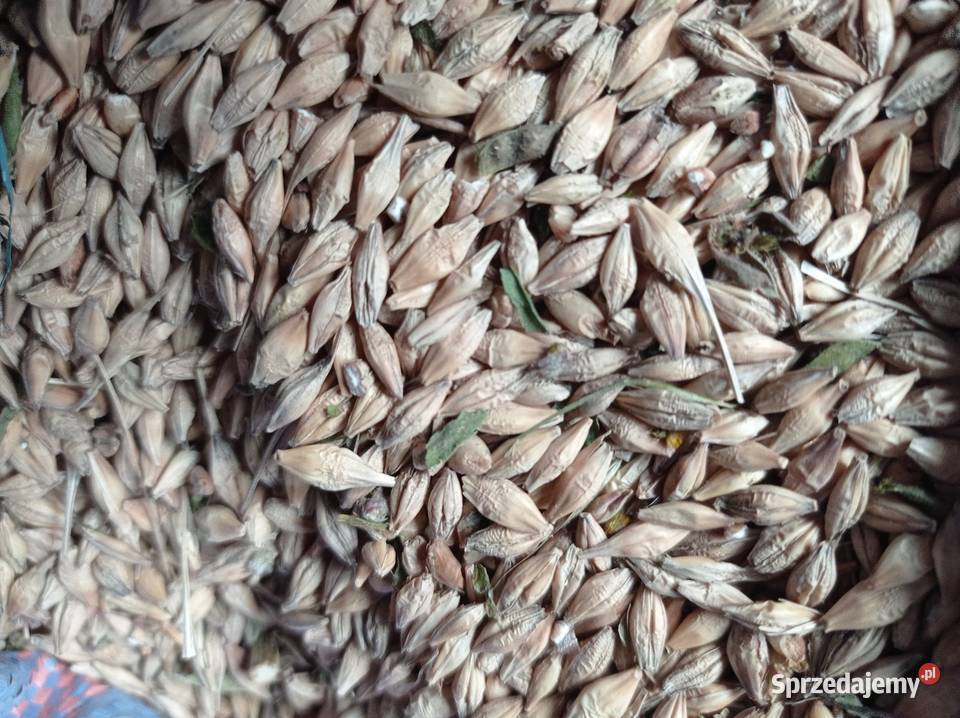 Sprzedam jęczmień jary na paszę Kiełkowice sprzedam