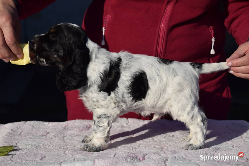 Cocker Spaniel Angielski BonBon Nowy Sącz