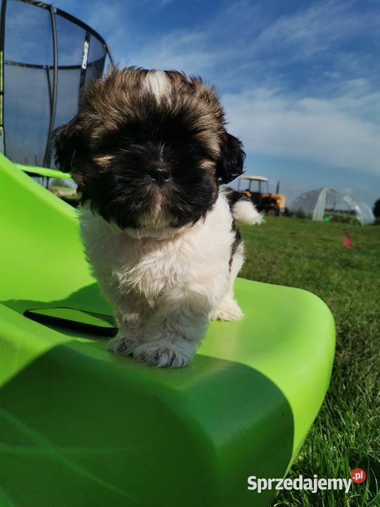 Pieski Shihtzu Shih Tzu Zofiówka
