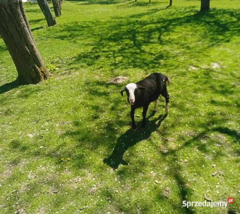 Sprzedam młode baranki 3 Stary Sącz sprzedam