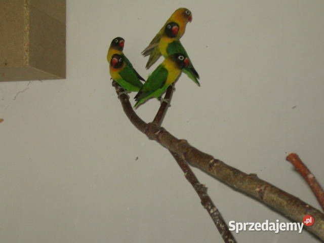 nierozłączki Kraków sprzedam