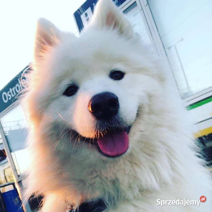 Samoyed szczenięta zwycięzcy Sopot 2023 Warszawa