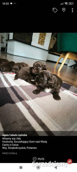 Szczeniaczki shih tzu gen czekoladowy Staszów