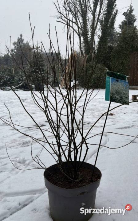 Świdośliwa lamarcka wielopienna mega sadzonka sprzedam