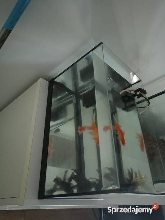 Szpedam akwarium z rybkami Legnica