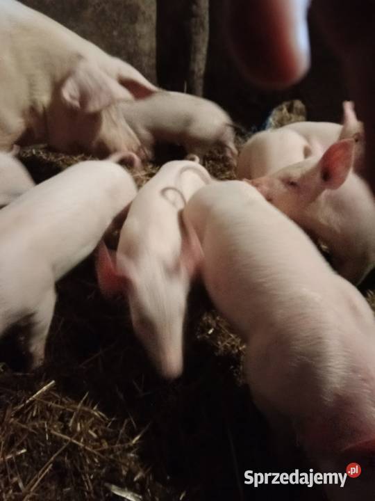 Sprzedam prosięta mazowieckie Gózd