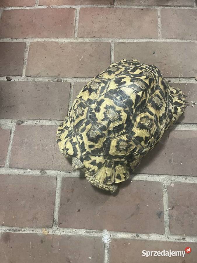 Sprzedam żółwie lamparcie Koszarawa