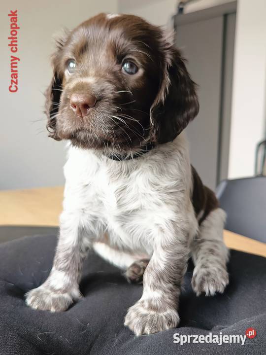 Polski Spaniel Myśliwski Kielce