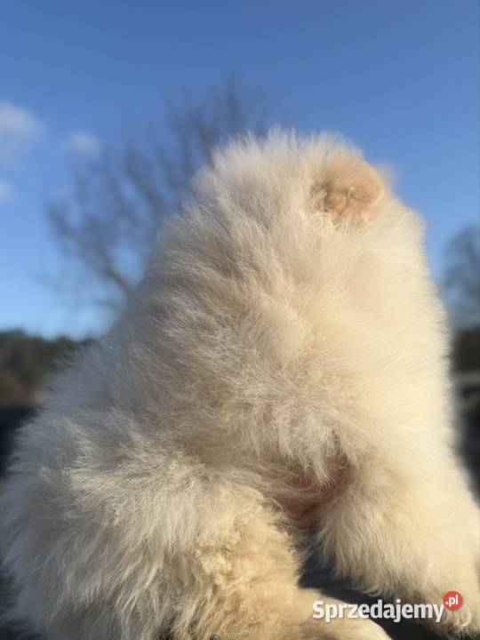 Szpic miniaturowy Pomeranian Gorzów Wielkopolski