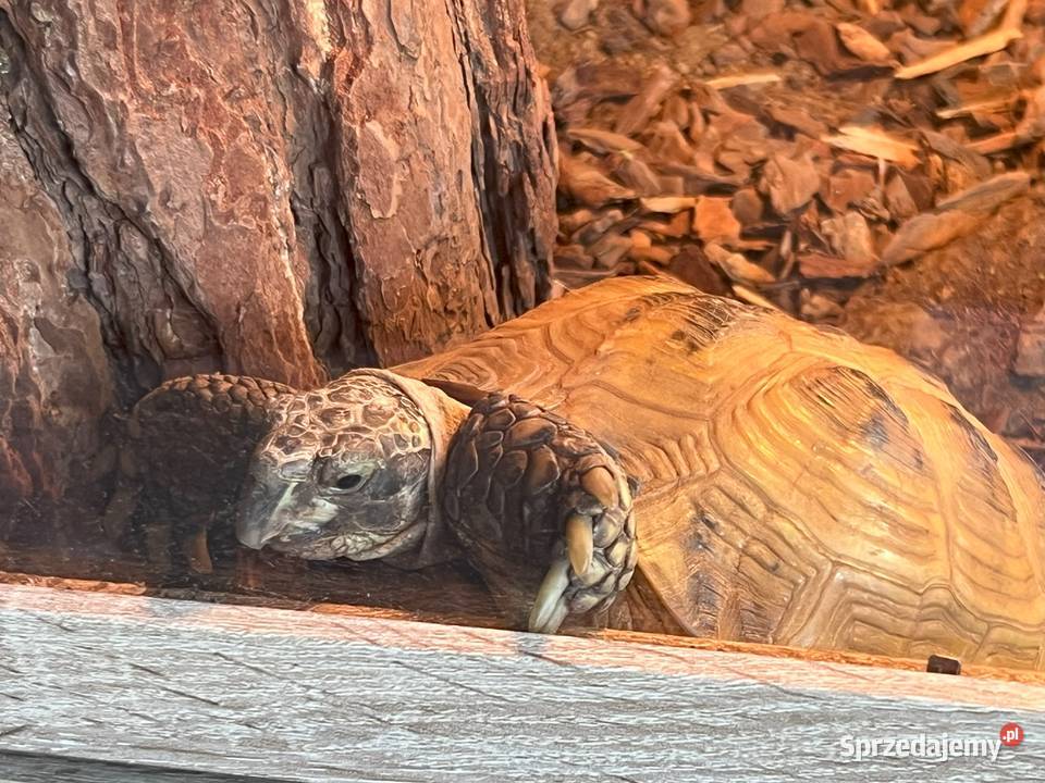 Żółw stepowy z certyfikatem i terrarium Bydgoszcz
