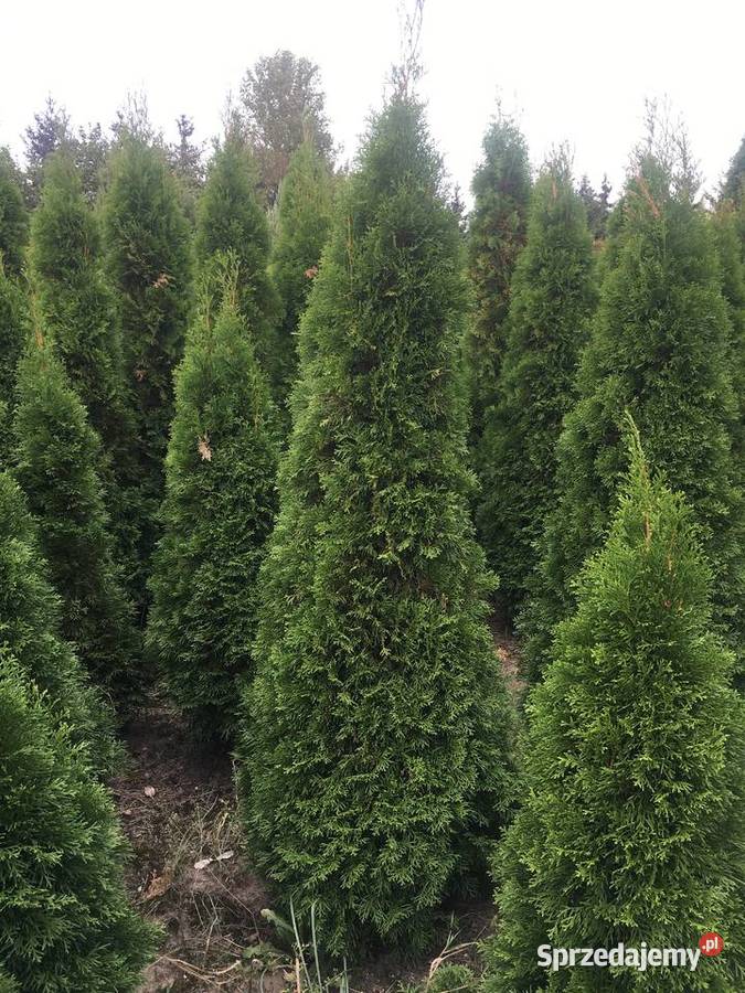 OkazjaSzmaragdy różnej wysokości 150180 200 Sompolno