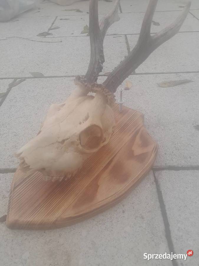 Poroże koziolka Kraśnik sprzedam