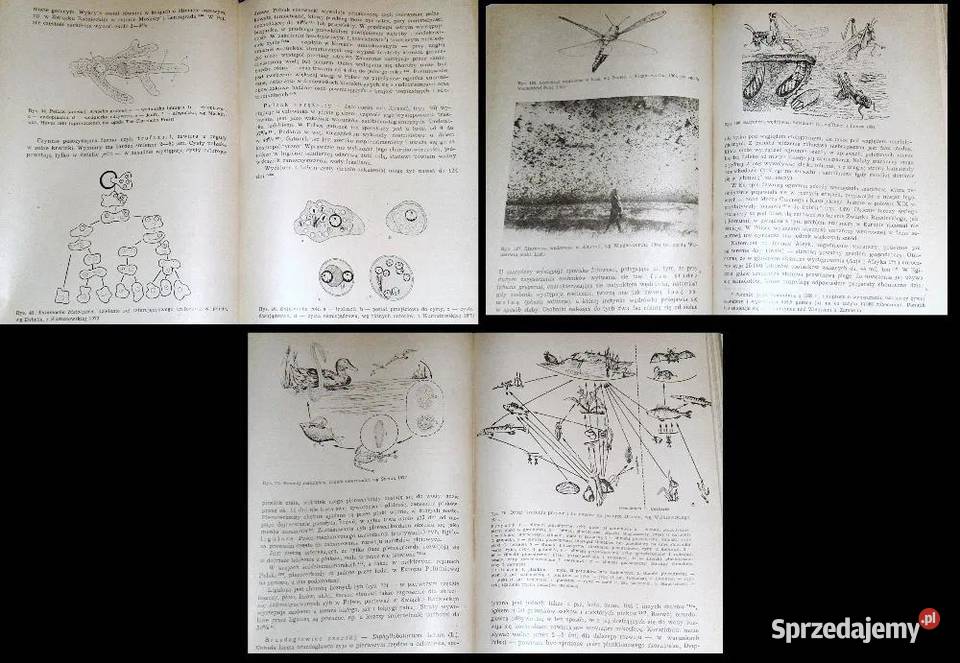 Zoologia stosowana Zbigniew Kawecki Książki i Podręczniki Chełm