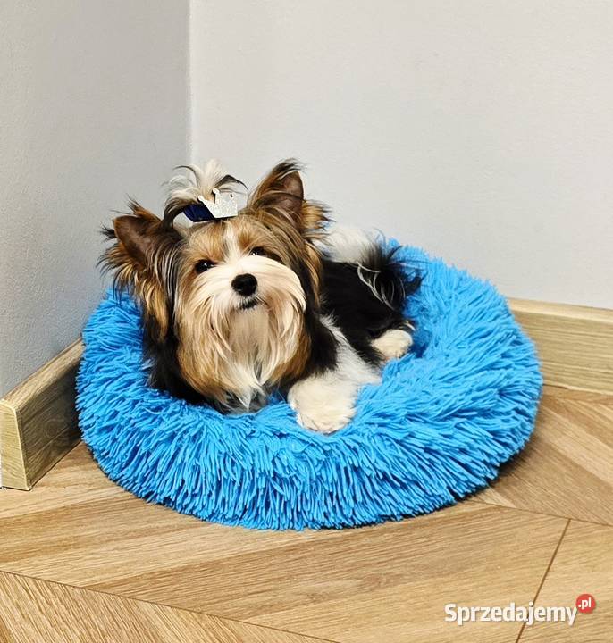 Biewer mini Yorkshire Terrier Do odbioru malutki Orzesze