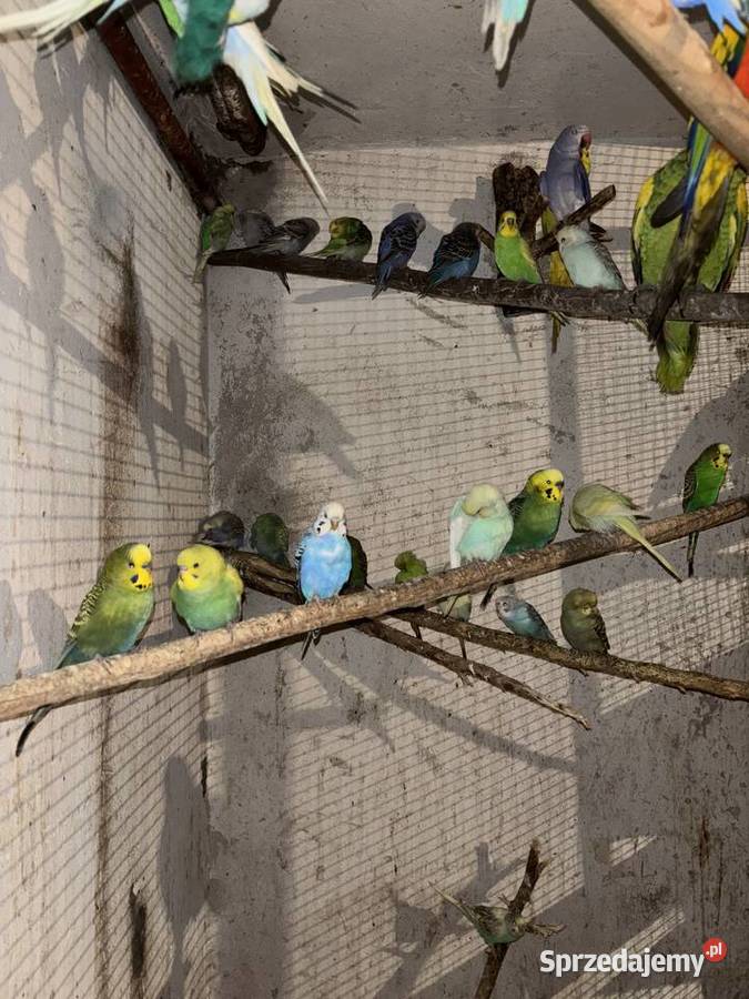 Papugi faliste młode i pary lęgowe zwykłe i