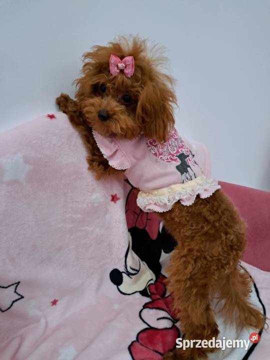 szczenięta pudel toy red płowy z rodowodem FCI pomorskie Gdańsk