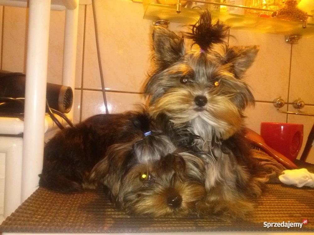 york pies Kołobrzeg