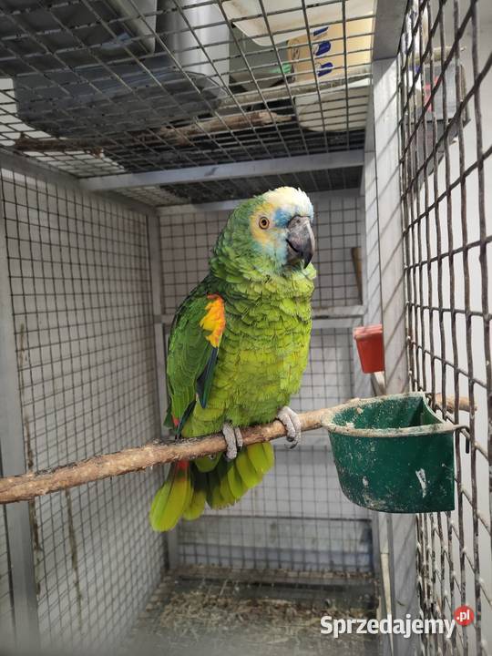 Papugi aleksandretty rozelle Parzno