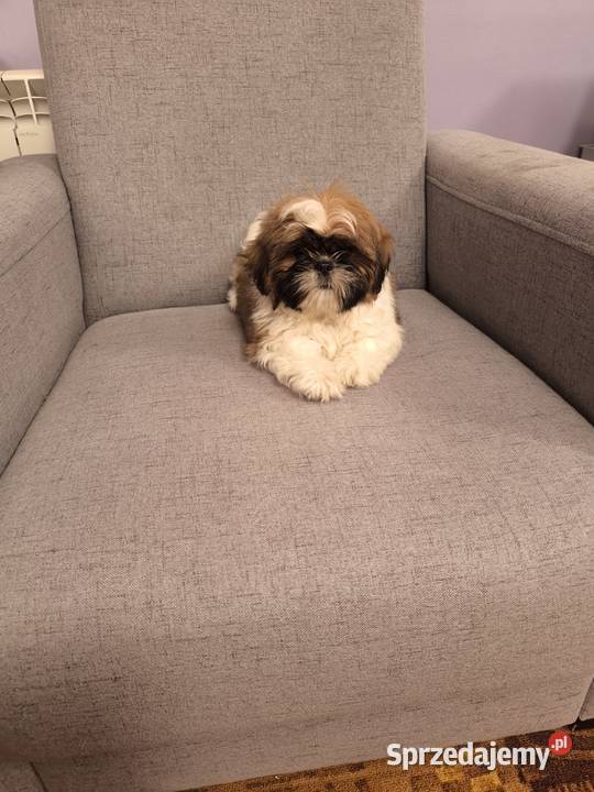 Shih tzu