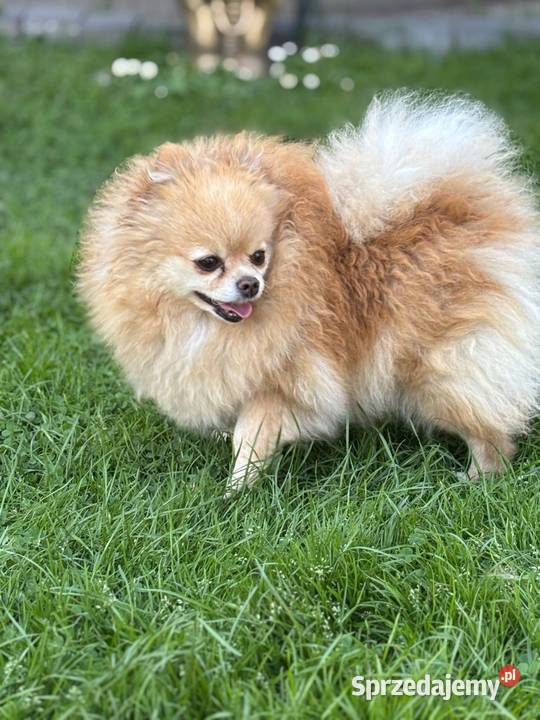 Szpic miniaturowy pomeranian śląskie Poniszowice
