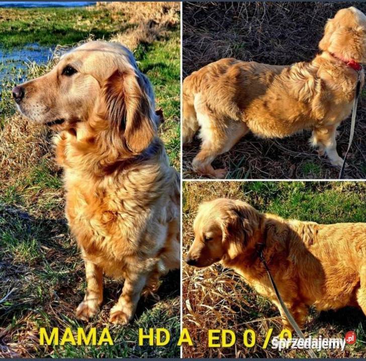 Camelot piękny samiec Golden Retriever PASZPORT Golden Retriever Dobieszczyzna