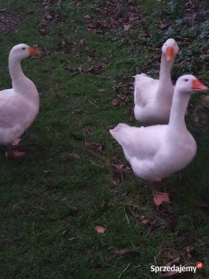 Gęsi tegoroczne z wolnego wybiegu Frydrychowice
