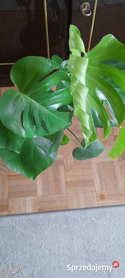 Monstera roślina doniczkowa mazowieckie Warszawa