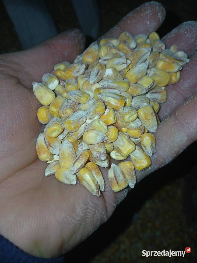 Kukurydza sucha Zboża Szczytniki