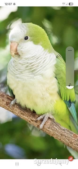 Likwidacja papug Ptaki Rudna