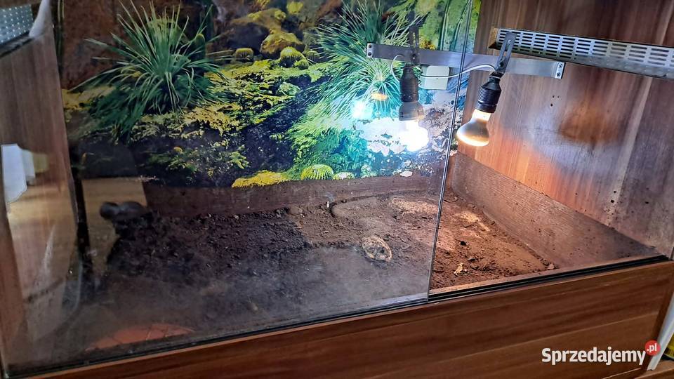 Terrarium z żółwiami Gady i płazy Chrząstowice
