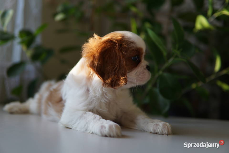 Szczenięta Cavalier King Charles Spaniel Rzeszów