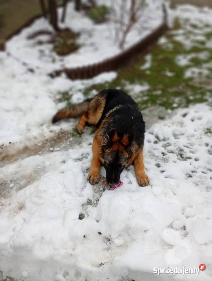 Owczarek niemiecki Konin