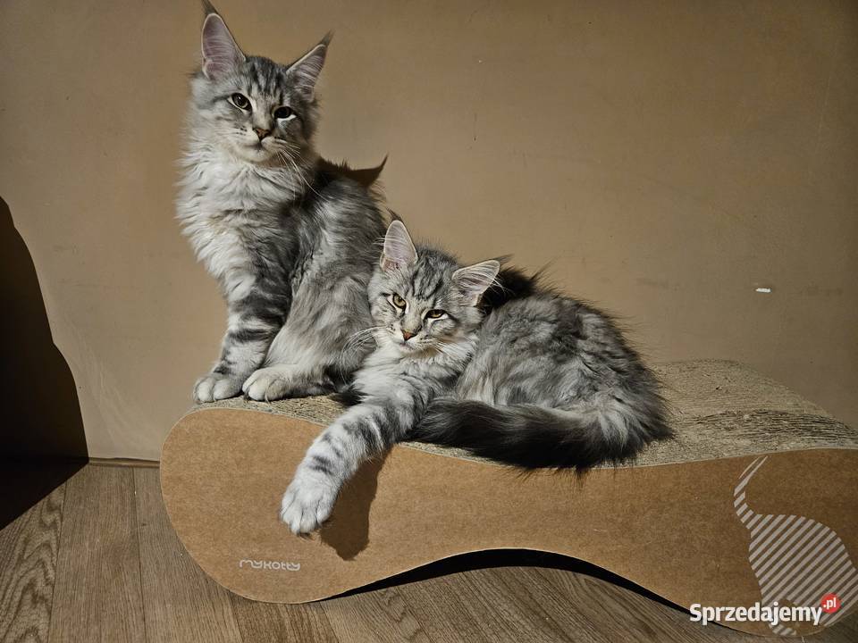 CatsMyLove kociaki śląskie Ruda Śląska