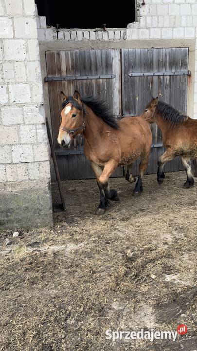 Sprzedam Zrebaki Waniewo