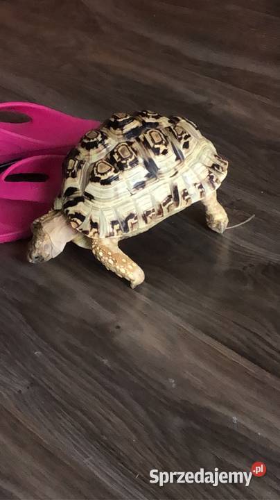 Żółw lamparci ok8 letni samiczka lubelskie Lublin