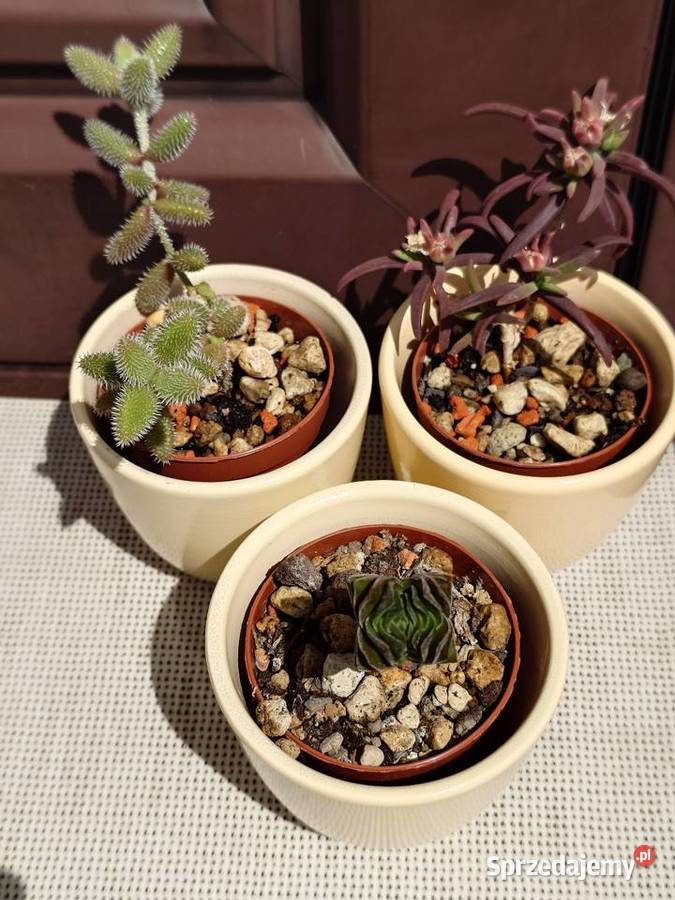 Sukulenty 3 w osłonkach Crassula kimnachi Warszawa